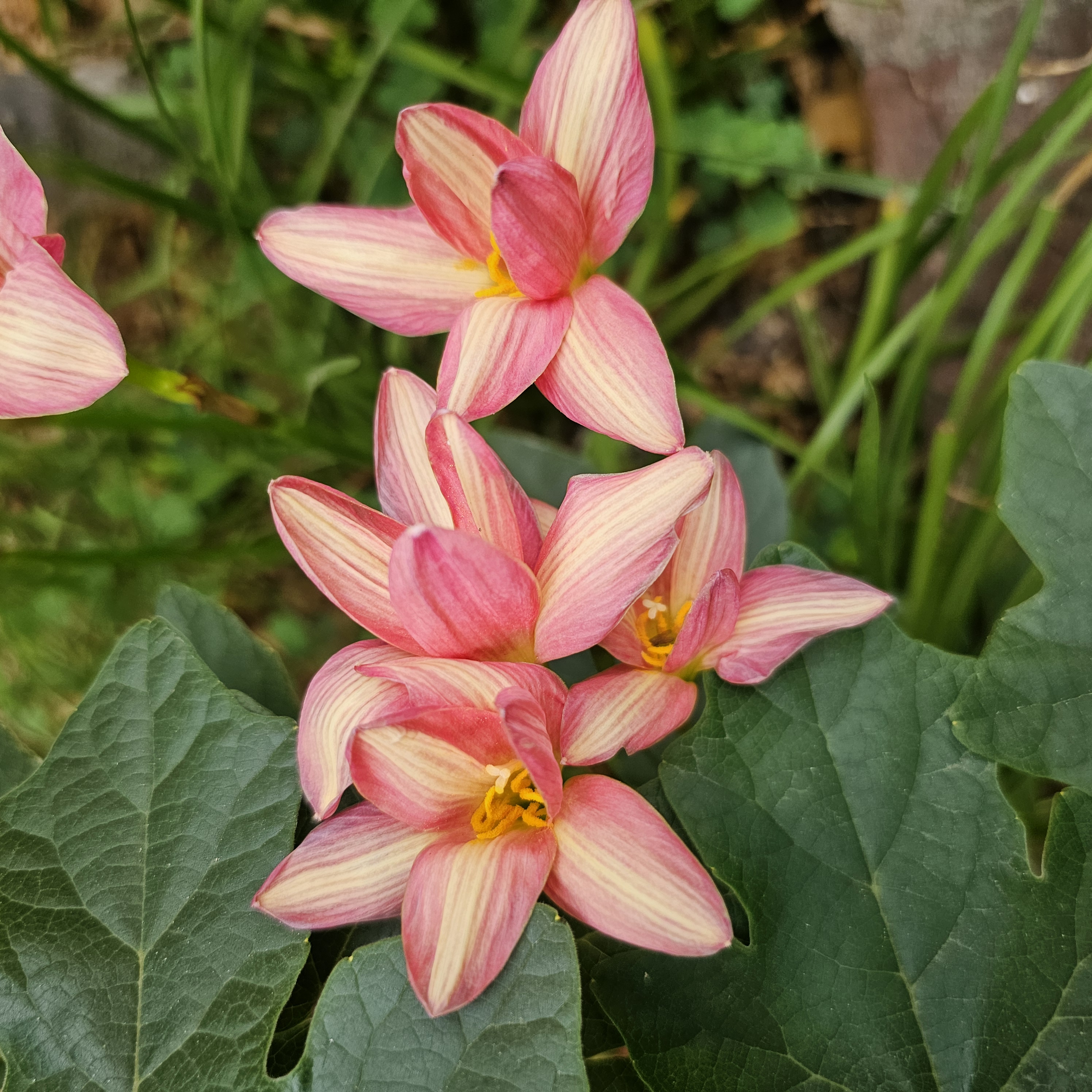 Rain Lily Pack Image 1