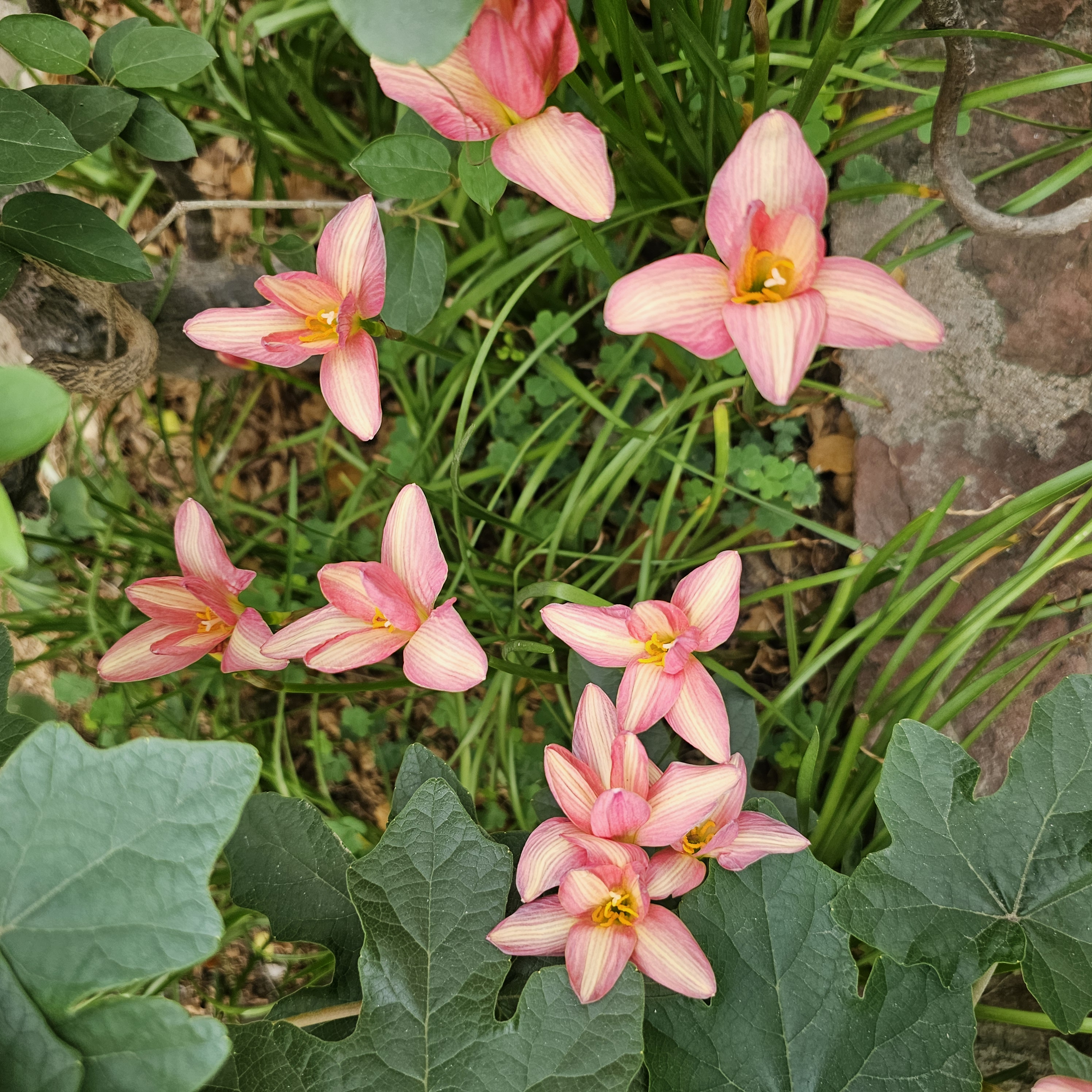 Rain Lily Pack Image 2