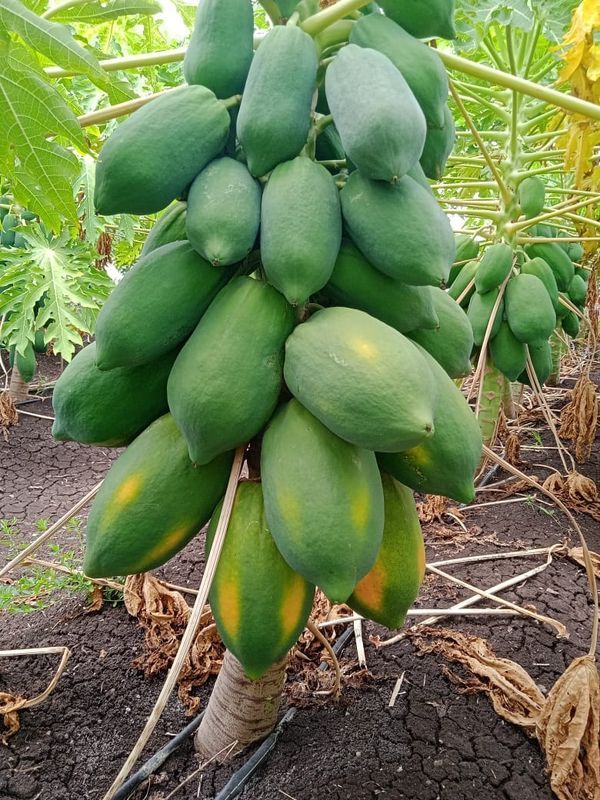 Red Lady Papaya ( Draft Veraity) Image 1