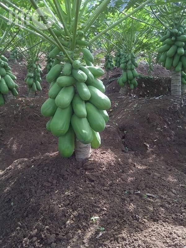 Red Lady Papaya ( Draft Veraity) Image 3