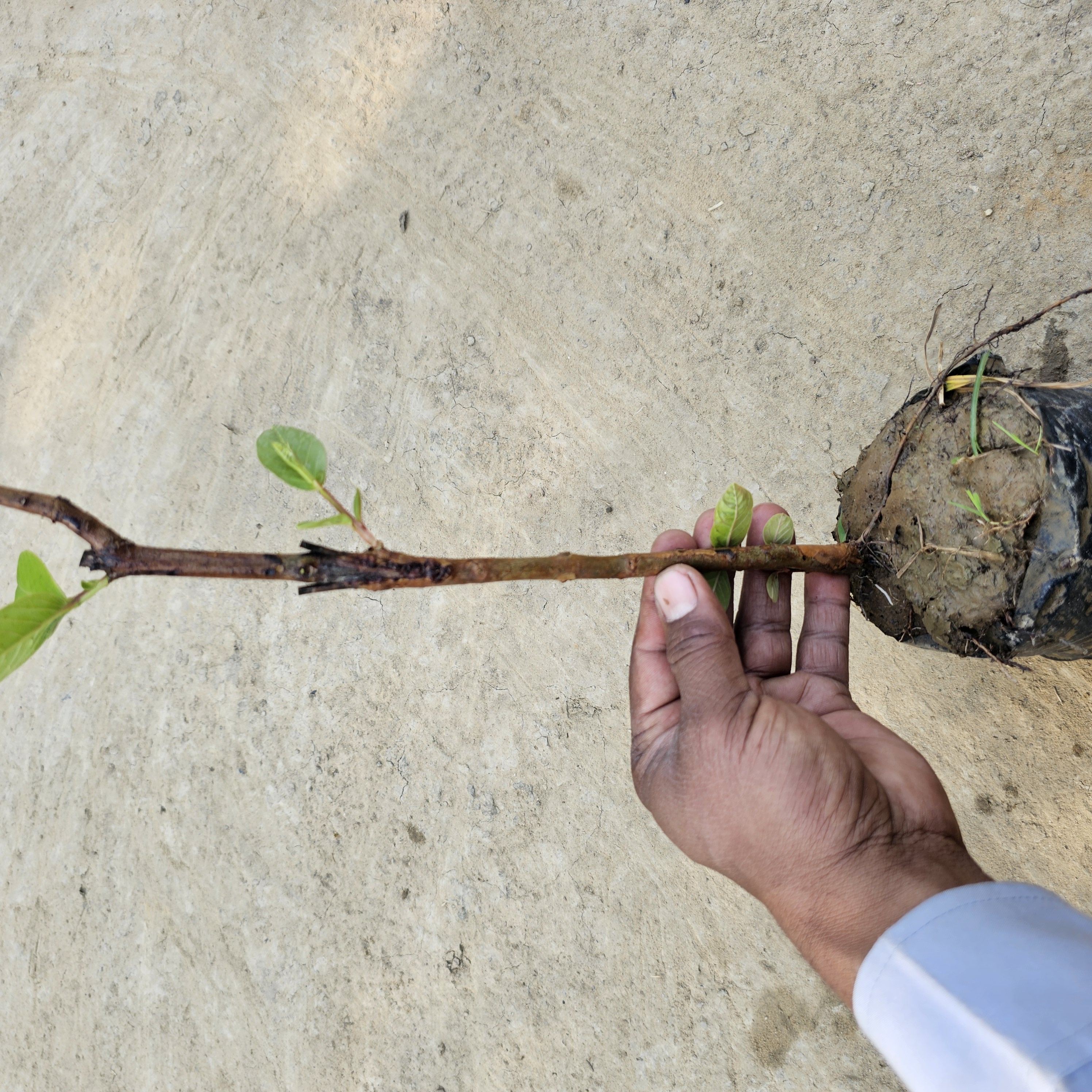 Hisar safeda Guava Image 3