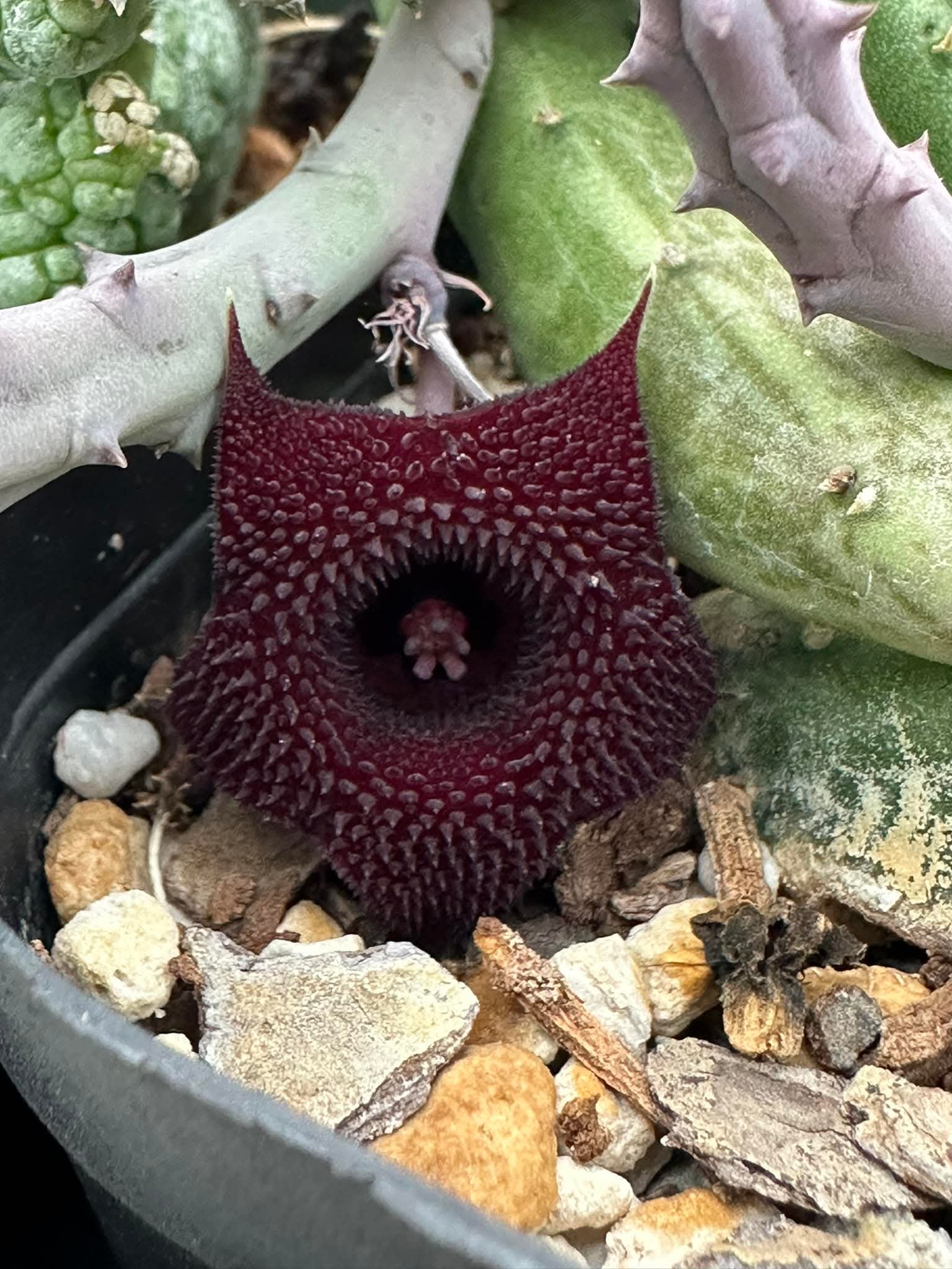 Huernia Pendurata Image 1