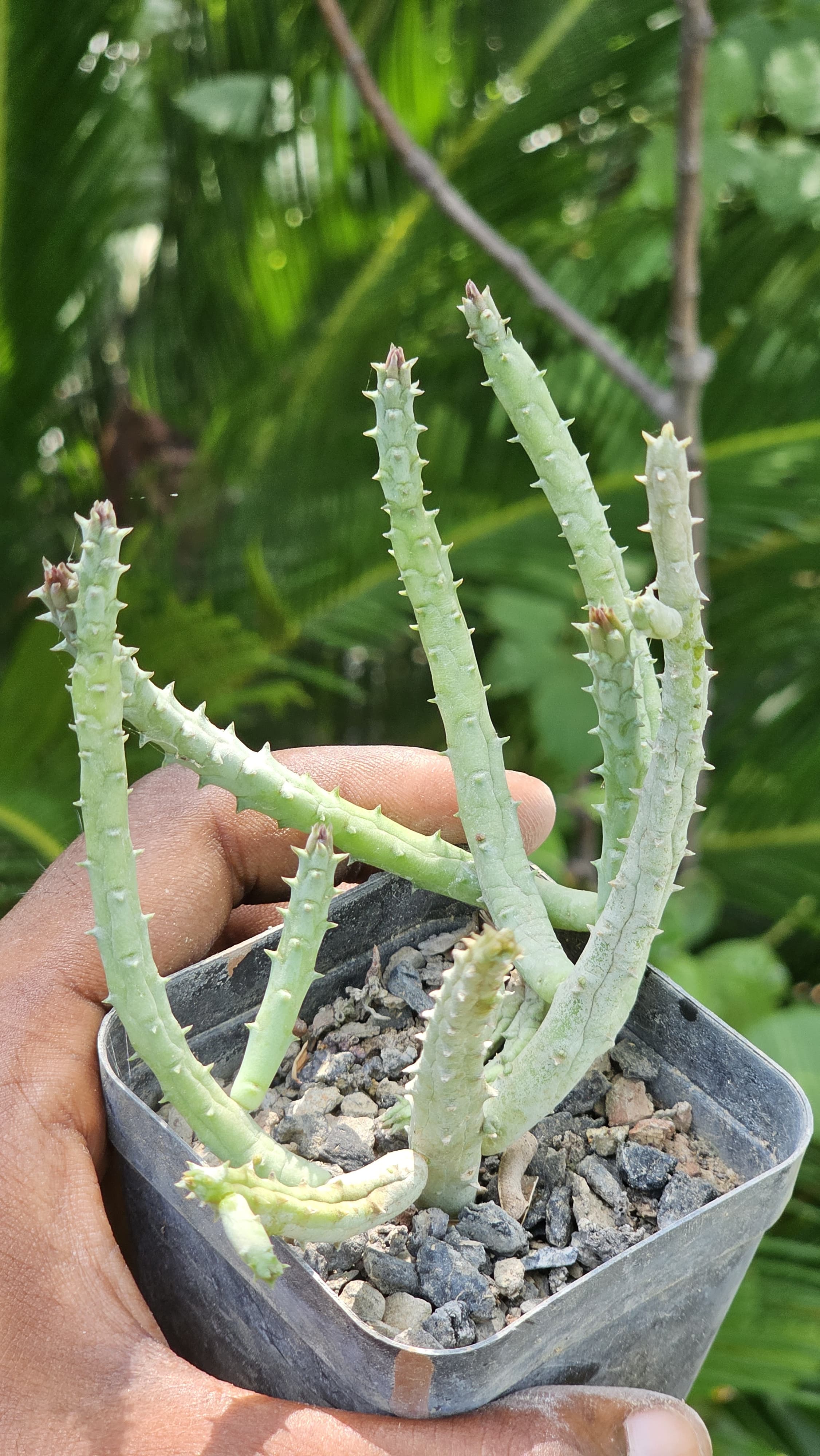 Huernia Pendurata Image 2