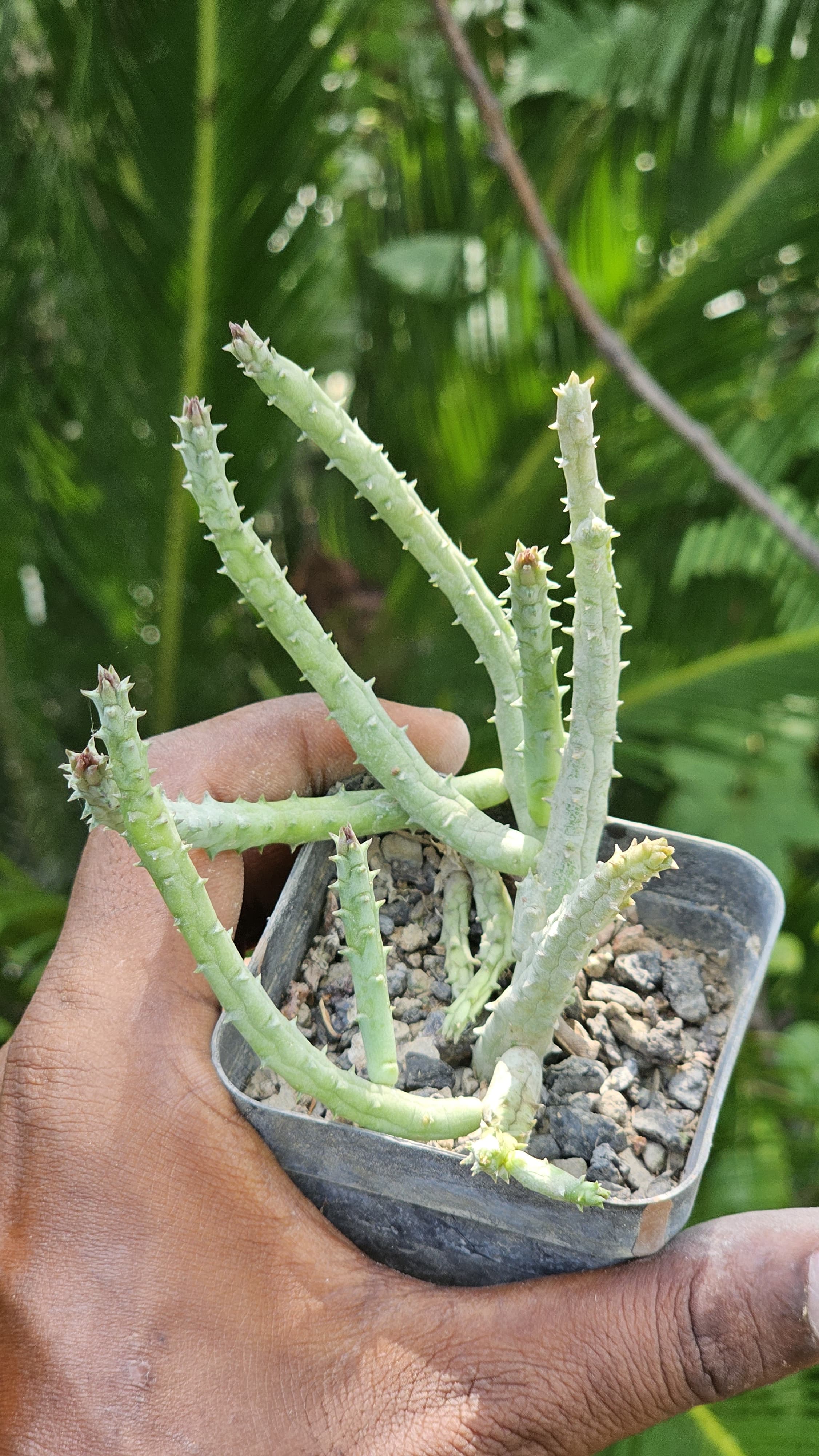 Huernia Pendurata Image 3