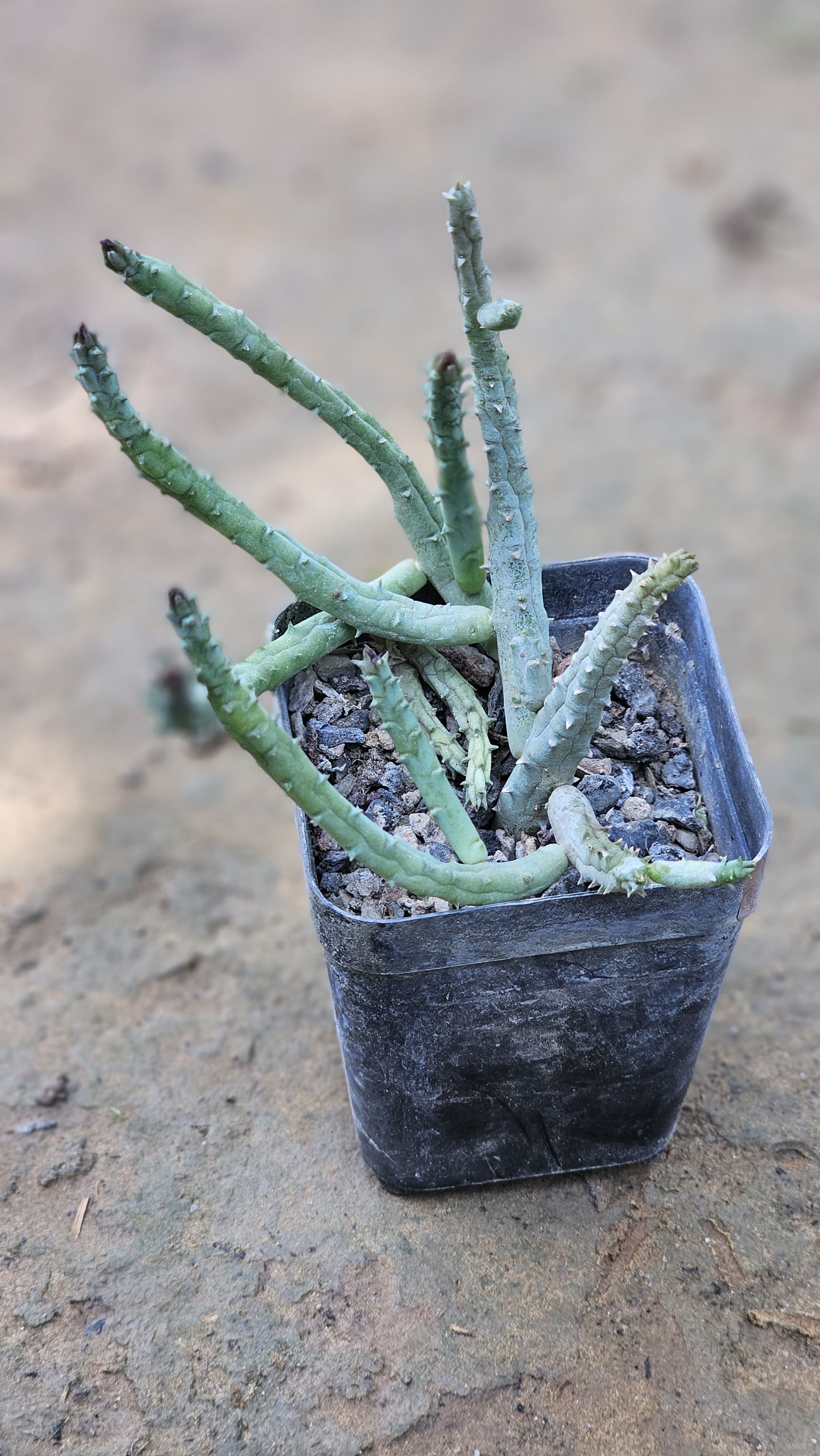 Huernia Pendurata Image 4
