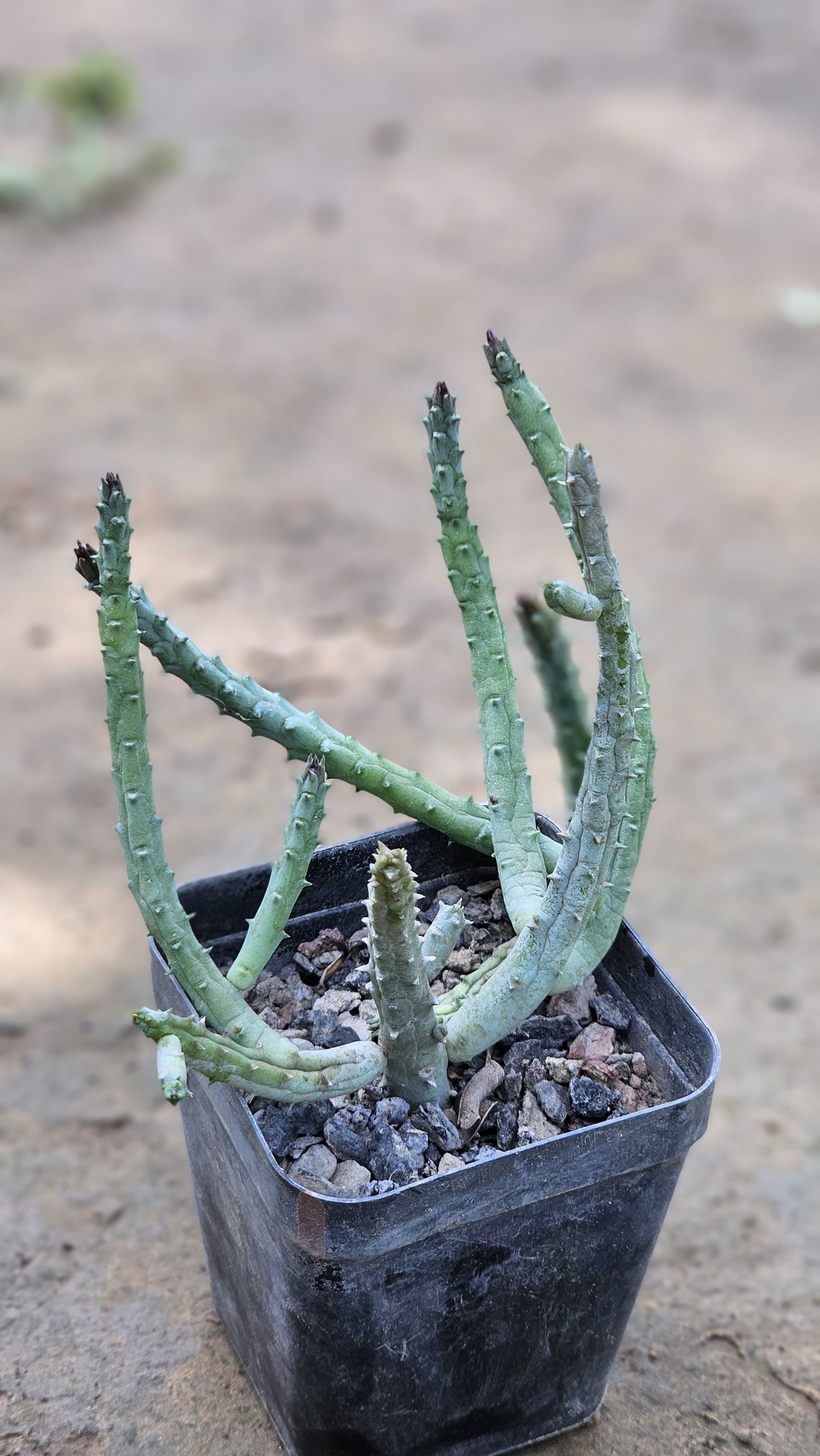 Huernia Pendurata Image 5