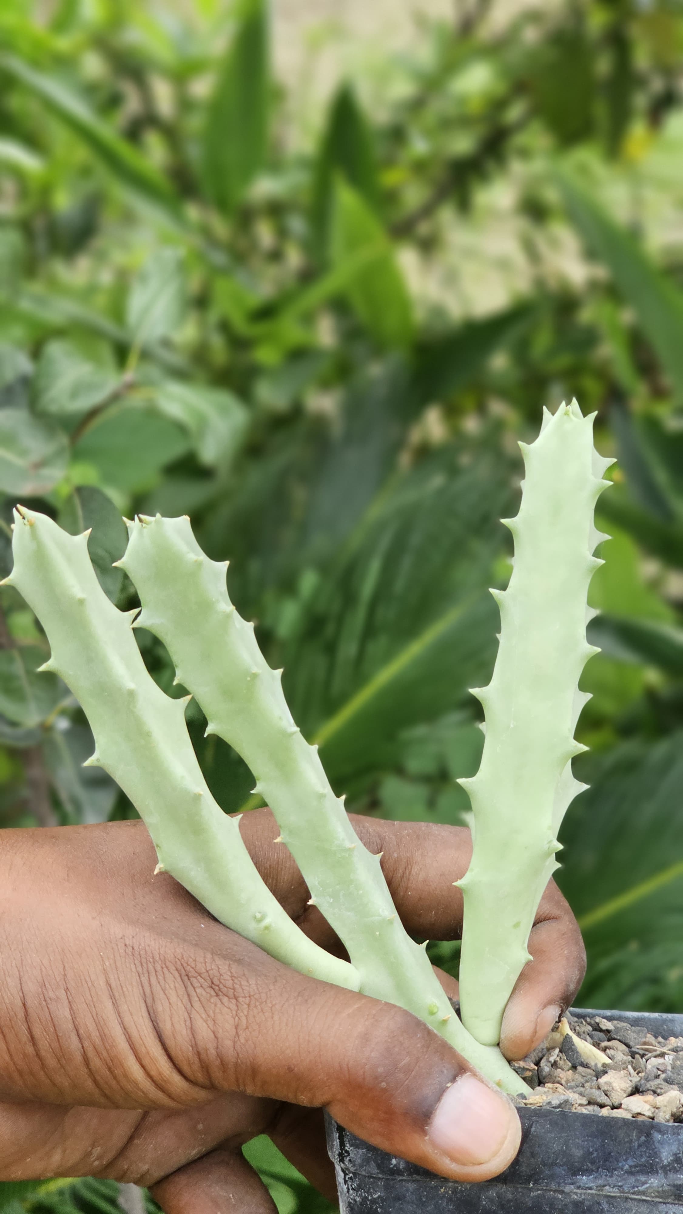 Orbea Malanantha Image 1