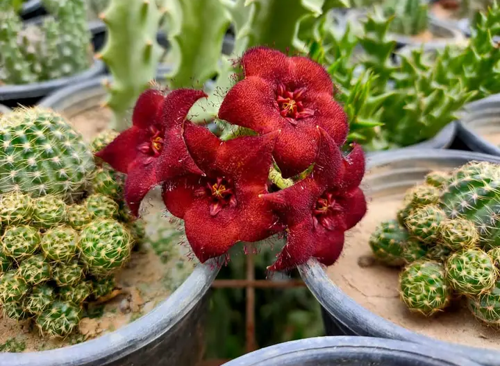 Orbea Malanantha Image 3