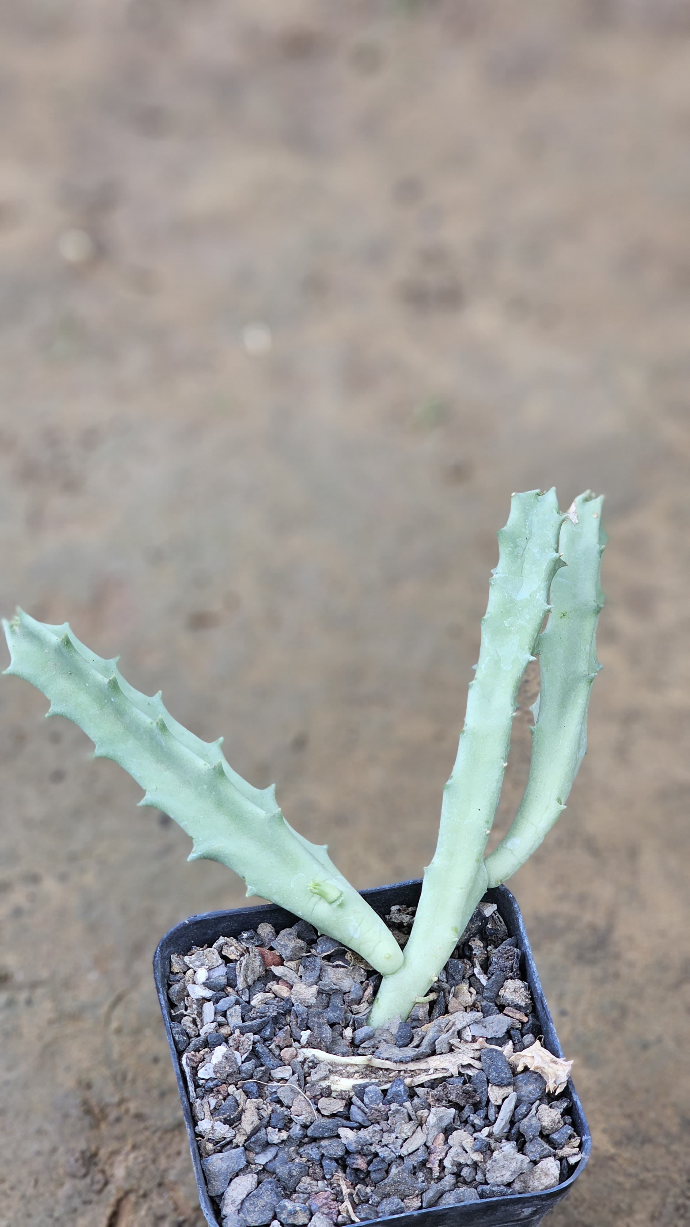 Orbea Malanantha Image 4