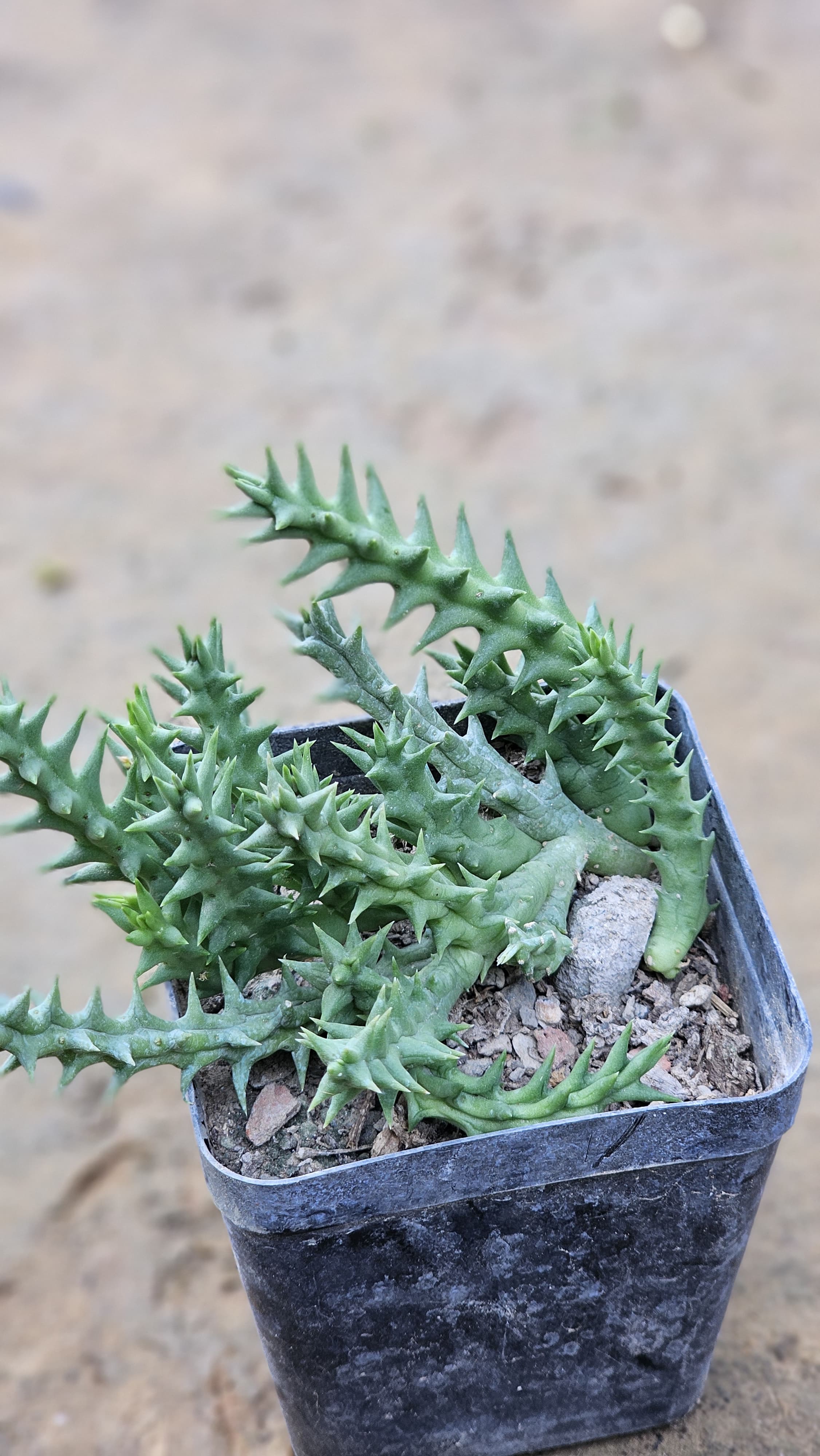 Orbea semota (orientails) Image 1