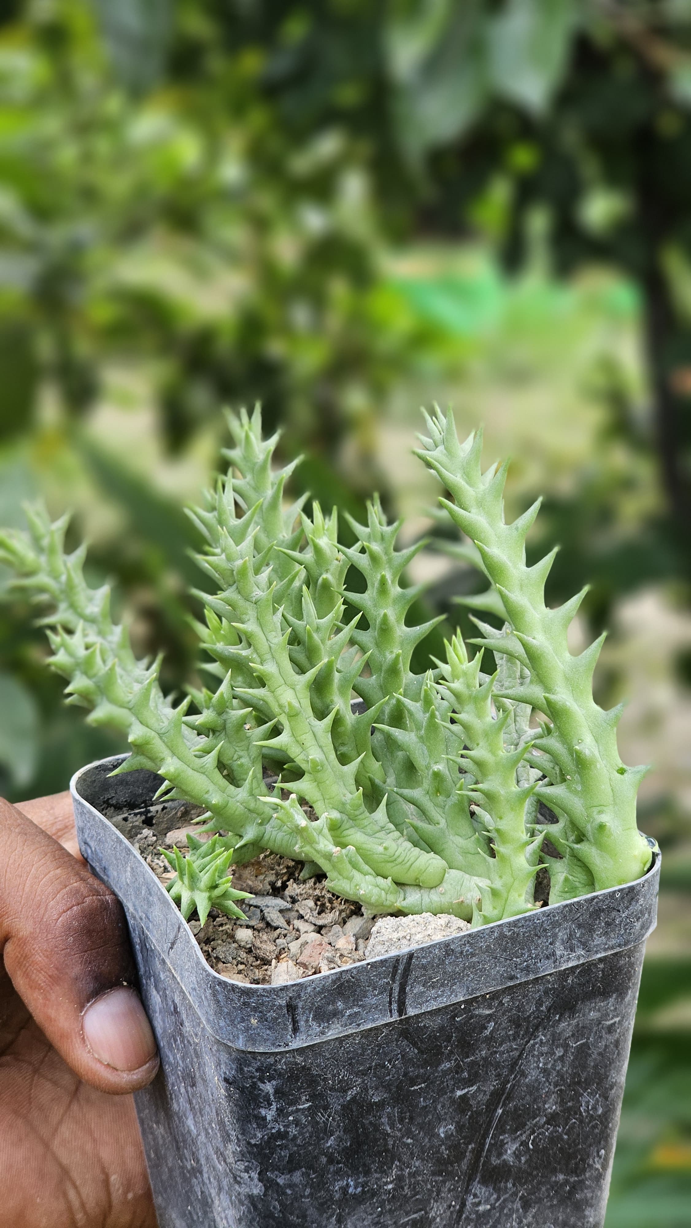 Orbea semota (orientails) Image 2