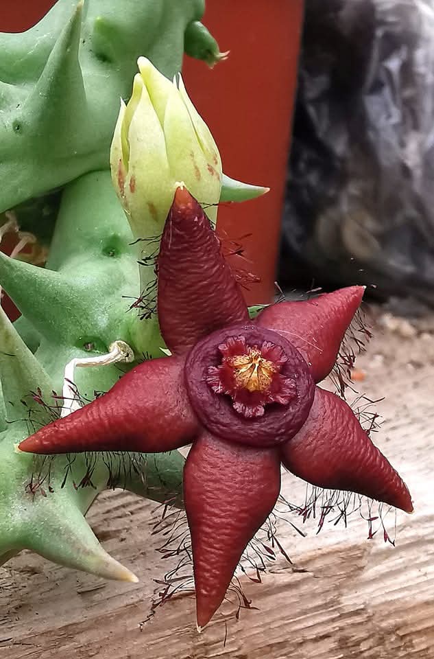Orbea semota (orientails) Image 3