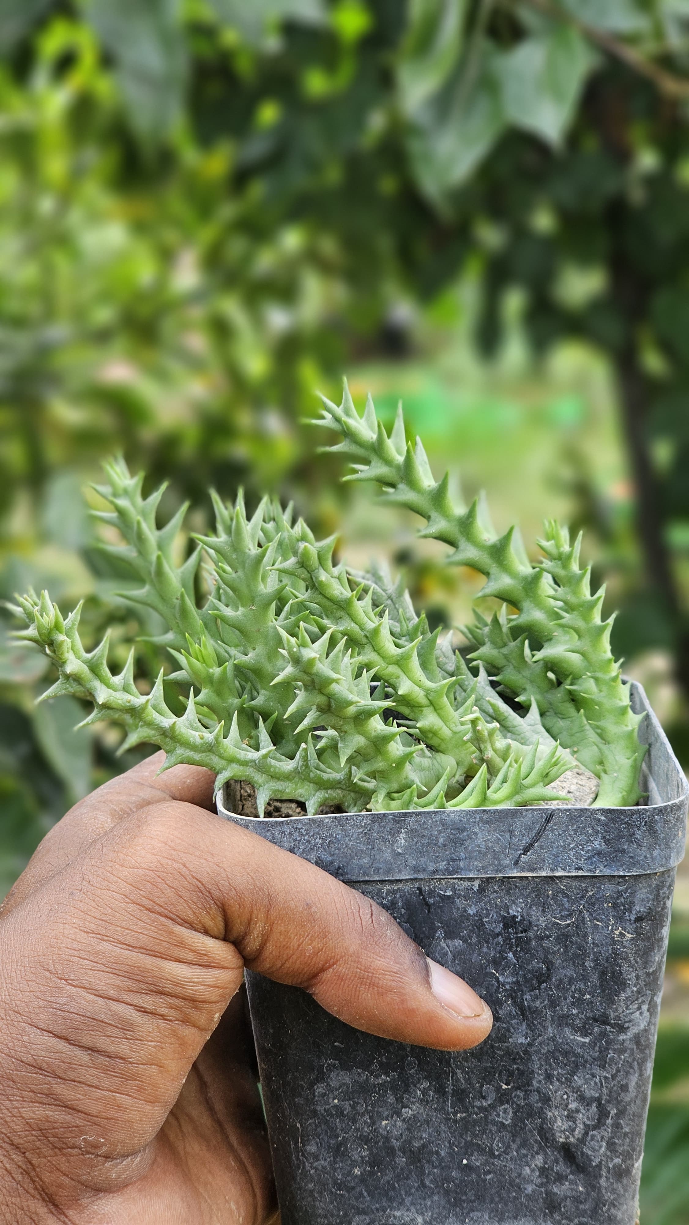 Orbea semota (orientails) Image 5